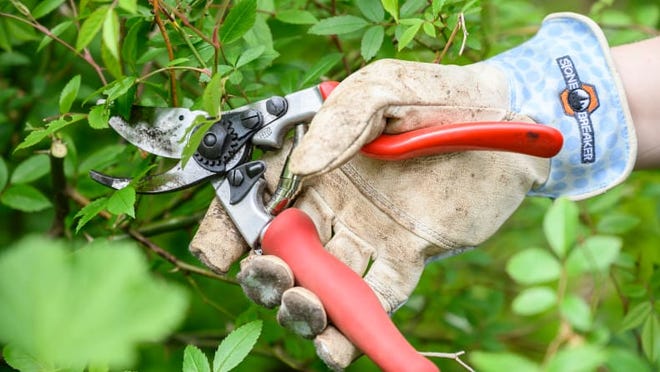 Shrubs should not be severely pruned again until spring.