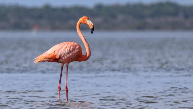 Birders from across the region have been surprised and delighted to get a look at this rare American flamingo in Mosquito Lagoon at Canaveral National Seashore.