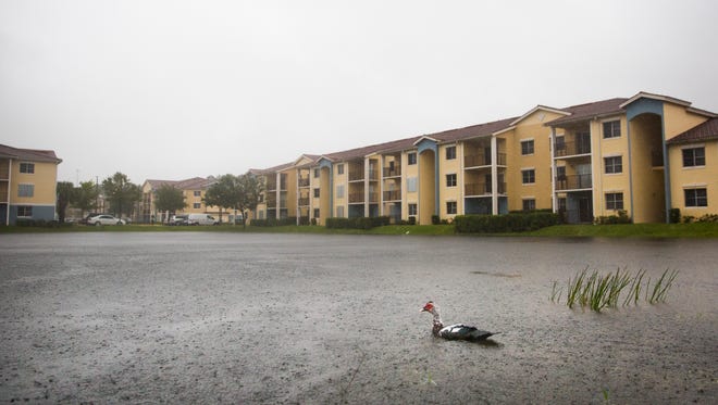 A duck swims by as  water levels rise in ponds near the Tuscan Isle Apartments on Sunday, September 10, 2017 as winds begin to pick up from Hurricane Irma.