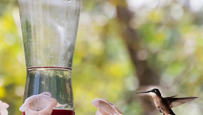 A hummingbird approaches a feeder.