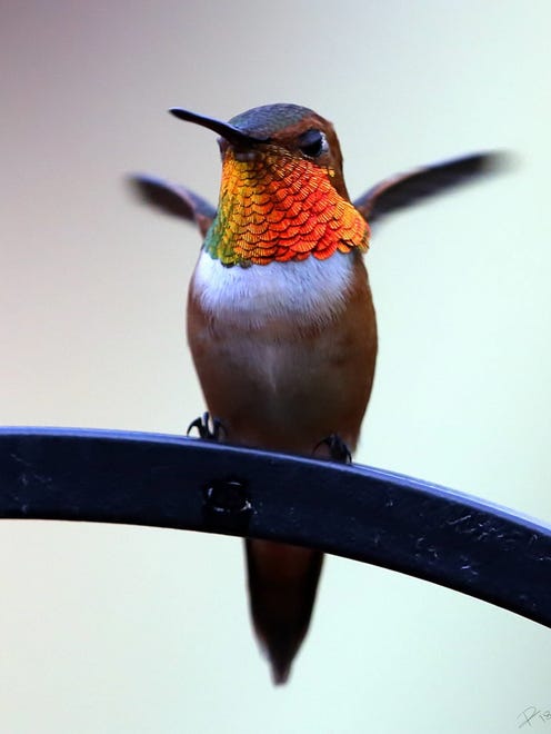 A rufous hummingbird visiting the feeder of photographer David Tremblay displays his gorget, a patch of colored feathers found on the throat or upper breast of some species of birds. It is a feature found on many male hummingbirds, particularly those  in North America. Gorgets  typically are iridescent. The term is derived from the gorget used in military armor to protect the throat. With tiny feet, the hummer occasionally needs to use his wings to balance on the rail.