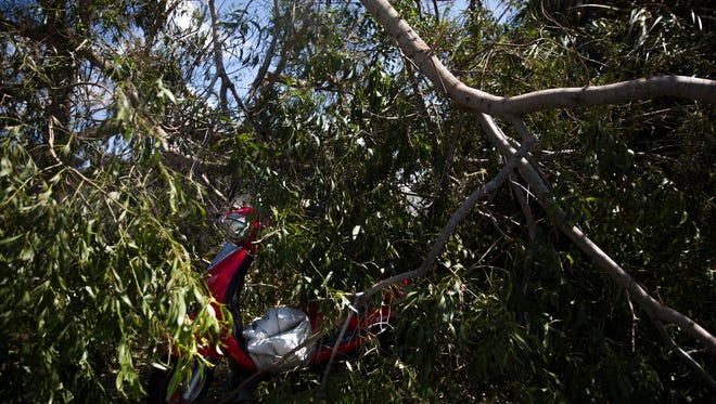 A scooter sits under a fallen tree, seemingly unharmed, on Marco Island on Tuesday, September 12, 2017, two days after Hurricane Irma.