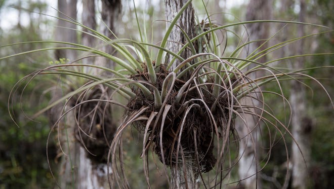 Air plants grow on cypress trees in the land behind Clyde Butcher's Big Cypress Gallery on Saturday, Oct. 28, 2017.