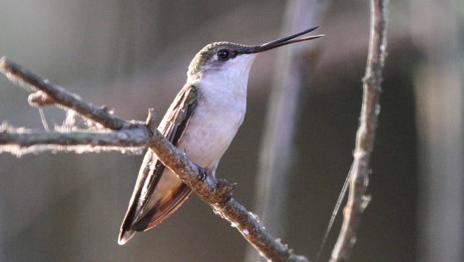 Female ruby-throated hummingbirds, distinguished by their white throats and the absence of forked tails, arrive a few weeks later than males and begin nest building almost immediately.