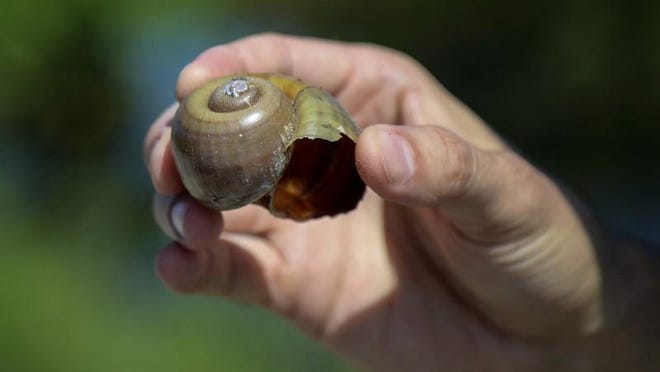 Florida Fish and Wildlife Conservation Commission Snail Kite Conservation Coordinator Tyler Beck holds the shell of an exotic snail in Rotenberger Wildlife Management Area Wednesday, June 27, 2018.