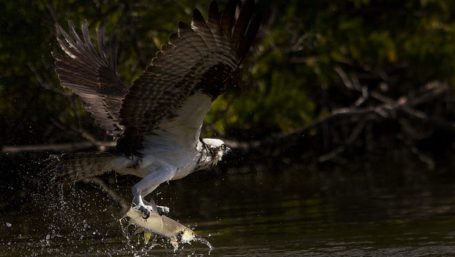 File: As Osprey catches a ladyfish on Sanibel.