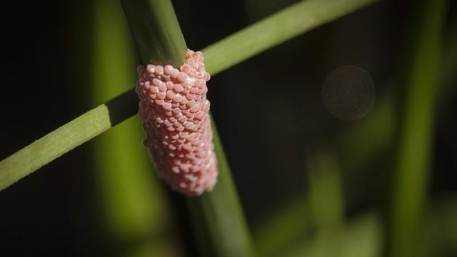 Snail eggs in Rotenberger Wildlife Management Area Wednesday, June 27, 2018. “ Traditionally snail kites ate Florida apple snails: 99% of their diet consisted of that, ” said Florida Fish and Wildlife Conservation Commission Snail Kite Conservation Coordinator Tyler Beck. “ In recent years, we have had the introduction of some exotic apple snails from South America. They make up a large portion of the snail kite diet now and help boost the recovery of the snail kite population. These snails grow to a larger size, are more reproductive, and are more tolerant of habitat conditions like water levels and nutrient conditions in the water.