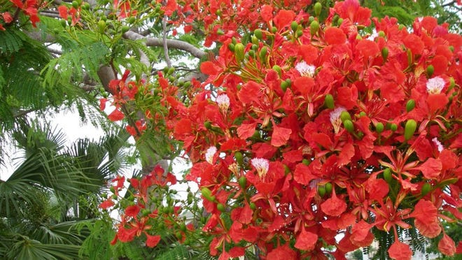 The royal poinciana trees are beginning to bloom from now through July. Submitted