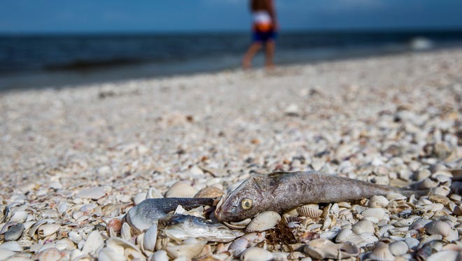 Dead fish washed up along Bonita Beach due to red tide on Wednesday, Aug. 1, 2018. This red tide bloom has been along the Southwest Florida coast since October.