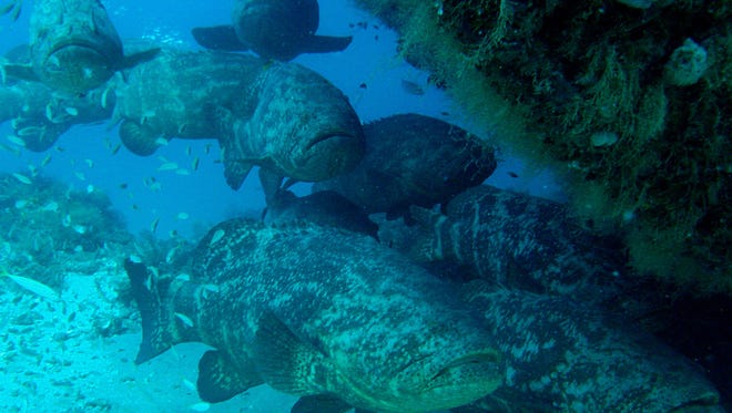 Grouper troopers: Some serious biomass of 250-pound Goliath groupers gather each October at the bow of the Esso Bonaire shipwreck offshore of the Martin-Palm Beach County line. These protected apex predators gather on area reefs each fall to spawn.