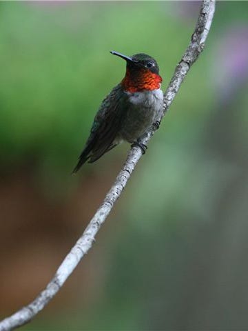 A reader says they've seen few hummingbirds this summer and wonders if their population is down. Pollinator populations are down in general, experts say.