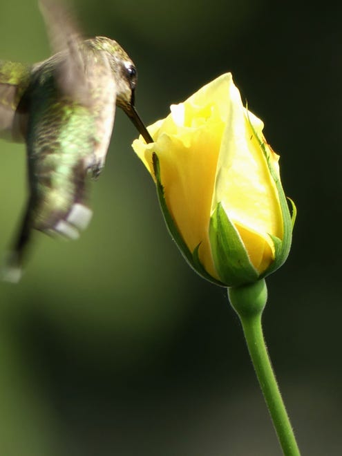 A ruby-throated hummingbird pays a brief visit to a yellow rose on the brink of blooming.