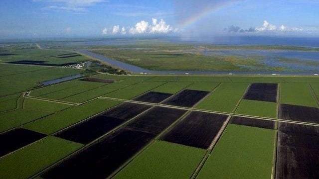 Fallow land and green sugar cane are divided into rectangular fields in the Everglades Agricultural Area, which borders a rim canal and natural marsh land in Lake Okeechobee in this 2005 photo.