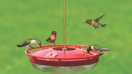 Male and female ruby-throated hummingbirds visit a feeder.