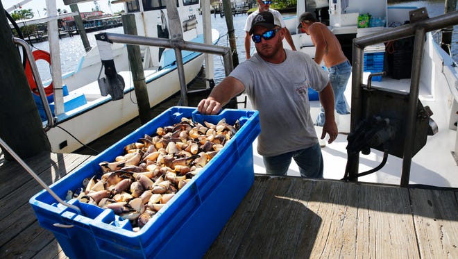 Daniel Doxsee helps unload his boat's catch on the first day of stone crab seaon at Kirk Fish Company in Goodland on Sunday, Oct. 15, 2017.