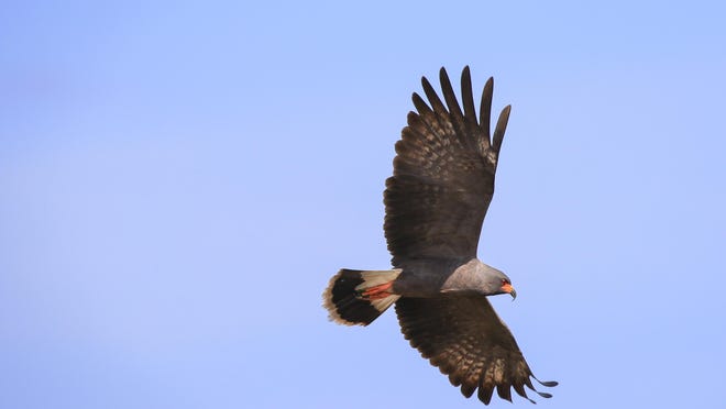 Snail kite in Loxahatchee Slough Natural Area in Palm Beach County.