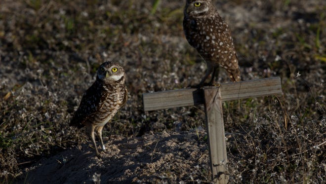 A pair of mating burrowing owls emerge from their burrow to scan their immediate surroundings Thursday, March 1, 2018 in Marco Island.