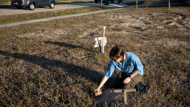 Allison Smith, a student researcher at the University of Florida, returns a female burrowing owl to its home after banding its leg for future study in a vacant lot Thursday, March 1, 2018 in Marco Island. Smith has access to 60 total sites on the island allowing her to study and engage with these threatened birds.