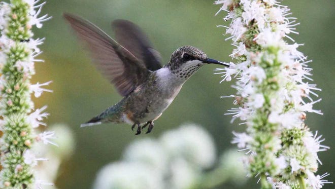 Hummingbirds forage among flowers of all shapes and colors, including white-flowering hyssop; and so realistic artificial arrangements lure them, too--to the birds' detriment.