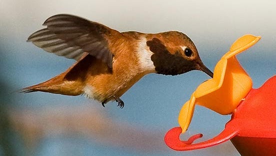 A hummingbird approaches a feeder