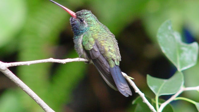 Hummingbirds are known to take possession of gardens with lots of red flowers.