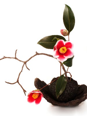 ikebana with camellia flowers isolated on a white background