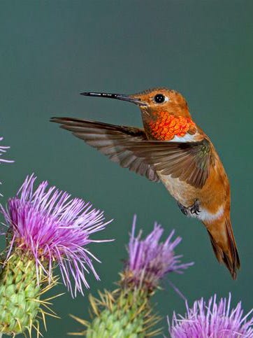 Hummingbird in Arizona.