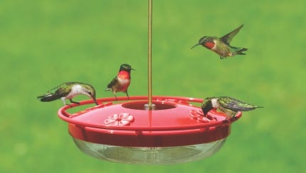 Hummingbirds at a feeder.