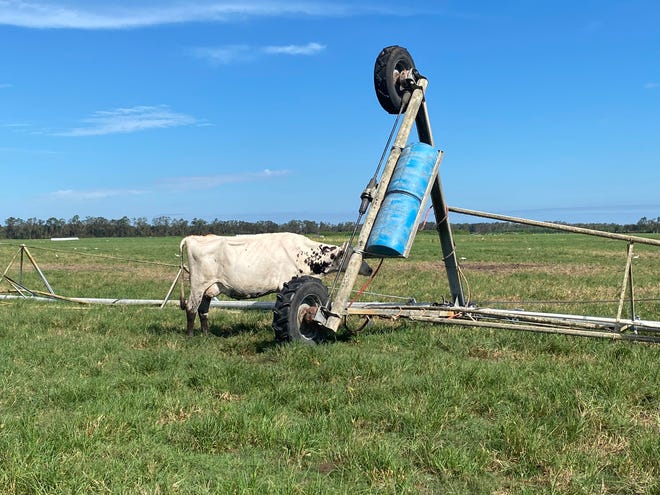 A cow stands next to an irrigation system that flipped upside down in Hurricane Idalia.