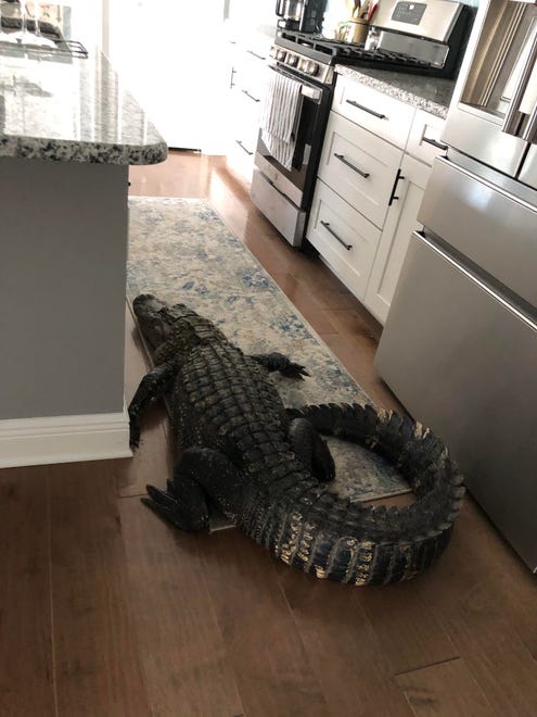 A 7' 11" alligator got stuck in stuck in Mary Hollenback's Venice, Florida kitchen on March 28, 2024.