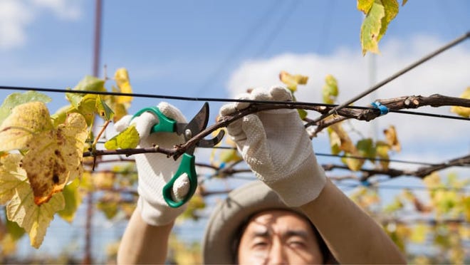 Pruning is a key part of garden maintenance--but make sure you consult plant bloom times before you start cutting.