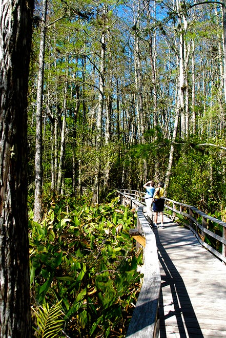 The 2.25 mile-long boardwalk at Corkscrew Swamp Sanctuary allows visitors a spectacular view of the 13,000 acres of natural wetlands and wildlife.
(Photographed April 29, 2018)