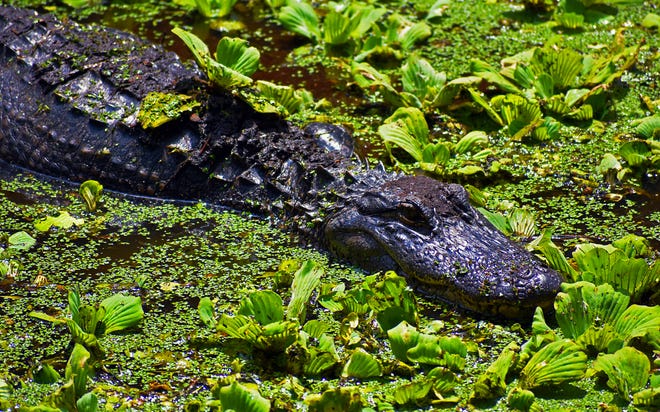 An American alligator lurks in a lettuce lake at the Corkscrew Swamp Sanctuary.When the water is colder they are forced on the banks to warm in the sun. (Photographed April 29, 2018)
