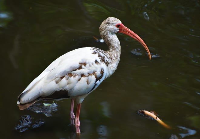 This is just one of the many species of water birds seen at Corkscrew Swamp Sanctuary. (Photographed April 29, 2018)