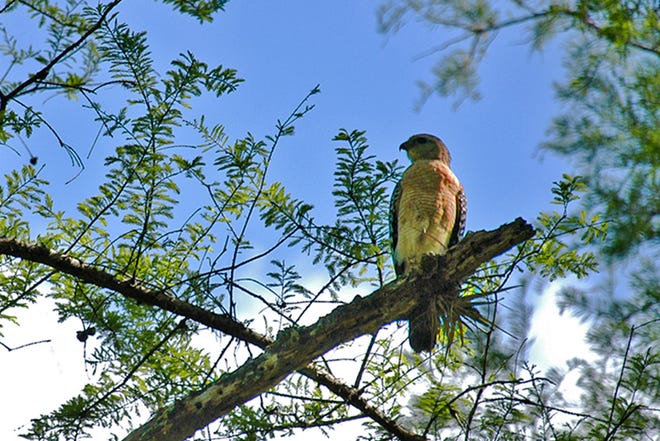 A red-shouldered hawk can be seen along the 2.25 miles of boardwalk in the Corkscrew Swamp Sanctuary. It is the most common of the hawks seen in the sanctuary and feeds on snakes, frogs and lizards.
(Photographed April 29, 2018)