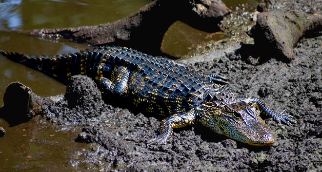 An American alligator crawls out of water at the Corkscrew Swamp Sanctuary. When the water is cold they are forced to head to the muddy banks to warm up in the sun. (Photographed April 29, 2018)