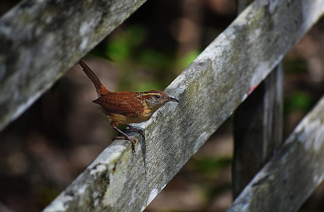 This Carolina wren, perched on the boardwalk at the Corkscrew Swamp Sanctuary, was photographed on April 29, 2018. The small brown bird darts in and out of the vegetation and is a year-round resident of the sanctuary.