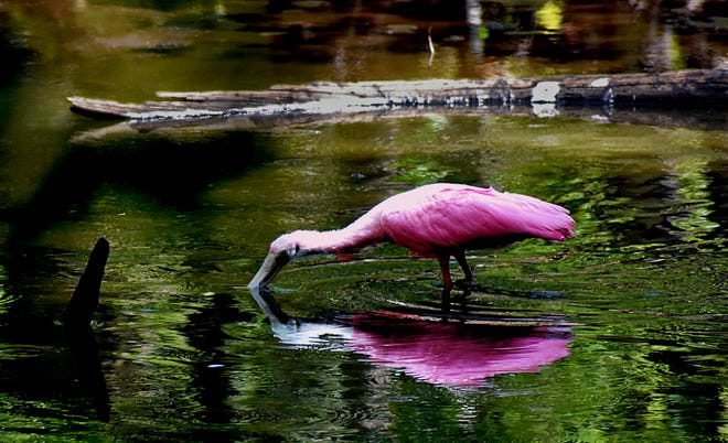 A roseate spoonbill forages for food by wading in shallow, muddy water in Corkscrew Swamp Sanctuary. (Photographed April 29, 2018)