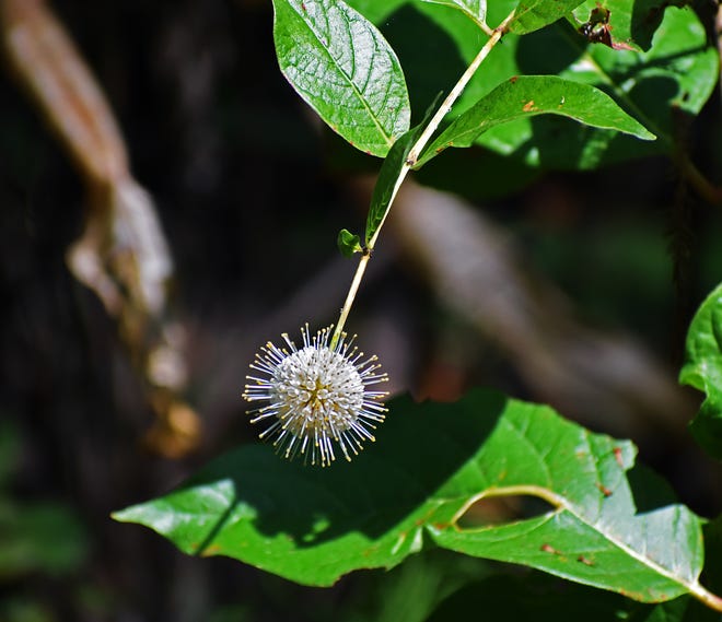 The buttonbush grows along the boardwalk at the Corkscrew Swamp Sanctuary and resembles a pin cushion. It appears in the spring and summer and can grow to a height of nine feet. (Photographed April 29, 2018)