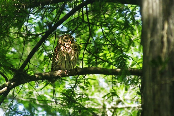 A barred owl sits among the trees at Corkscrew Swamp Sanctuary. The large owl is a year-round resident of the sanctuary and feeds on frogs, rodents and sometimes fish.
(Photographed April 29, 2018)