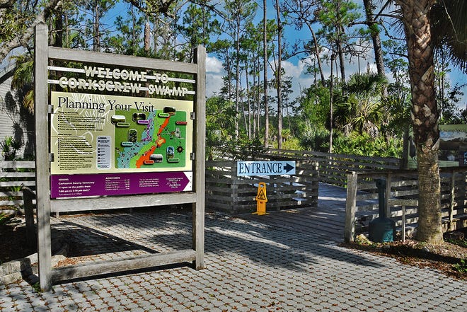 The Corkscrew Swamp Sanctuary was established to protect the largest remaining stand of ancient bald cypress trees left in North America. The Audubon Society accepted management responsibility and the first boardwalks were built in 1955.