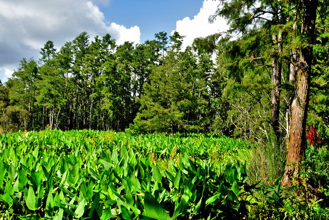 A field of alligator flag plants (Thalia geniculata) nestle up against the Pond Cypress stand along Corkscrew Swamp Sanctuary's 2.25 mile-long boardwalk. (Photographed June 23, 2018)