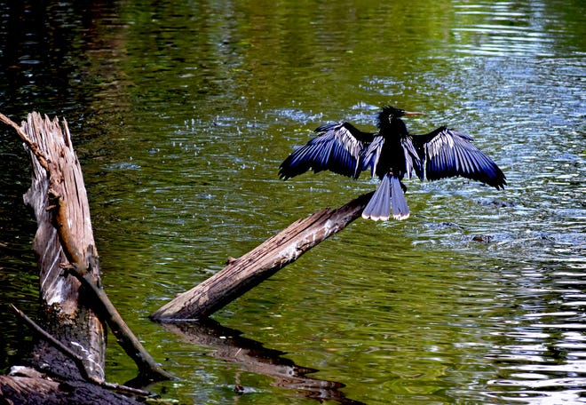 The anhinga swim with their bodies partly or mostly submerged and their long, snakelike neck held partially out of the water. After a swim they perch on branches or logs to dry out, holding their wings out and spreading their tails. This one rests near a water hole in Corkscrews Swamp Sanctuary on April 29, 2018.