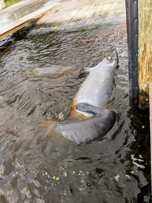 A manatee that was tied up to a boat dock at the Cape Coral Yacht Club Tuesday was retrieved by state biologists.