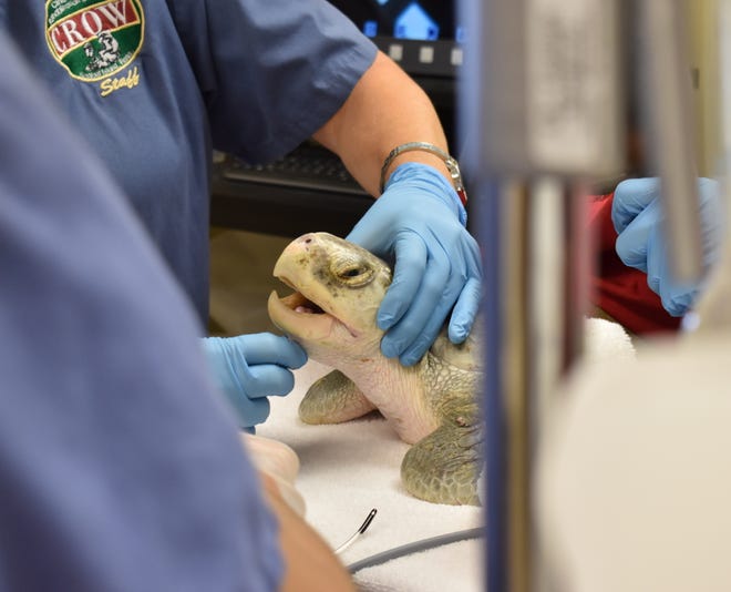 Staff at the Clinic for the Rehabilitation of Wildlife on Sanibel Island are treating sea turtles affected by red tide. The red tide attacks the turtle nervous system, making it weak and more susceptible to drowning or attack from a predator. The animals are treated with a combination of IV fluids, antibiotics and sometimes a blood transfusion. CROW has treated four sea turtles founded stranded in Collier County.