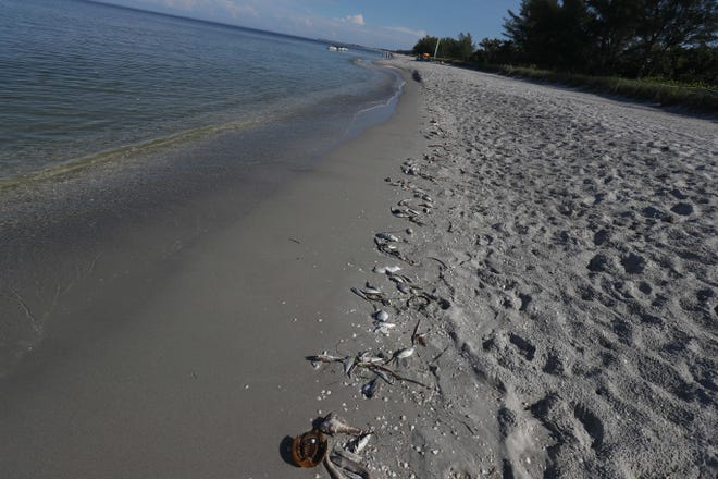 Scenes from a fish kill on Wednesday 8/22/2018 morning at the last public parking area before South Seas Island Resort on Captiva. A red tide bloom in the waters off the coast  Southwest Florida is killing and affecting marine life. Fluctuations in water quality and beach conditions can change on a daily to almost an hourly basis.
