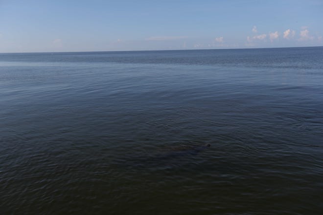 A live manatee was seen at the rock jetty off Blind Pass on the Captiva side on Wednesday 8/22/2018 morning. Several dead fish were seen nearby but the beach was relatively clean. A red tide bloom in the waters off of the coast  Southwest Florida is killing and affecting marine life. Fluctuations in water quality and beach conditions can change on a daily to almost an hourly basis.