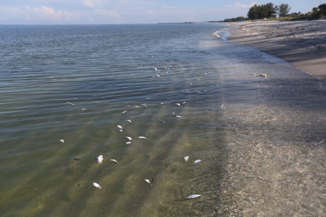 Scenes from a fish kill on Wednesday 8/22/2018 morning at the last public parking area before South Seas Island Resort on Captiva. A red tide bloom in the waters off the coast  Southwest Florida is killing and affecting marine life. Fluctuations in water quality and beach conditions can change on a daily to almost an hourly basis.