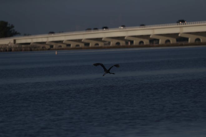 A great blue heron stalks for food on the Sanibel Causeway on Wednesday 8/22/2018 morning. No dead fish could be seen along the causeway. A red tide bloom in the waters off of the coast  Southwest Florida is killing and affecting marine life. Fluctuations in water quality and beach conditions can change on a daily to almost an hourly basis.