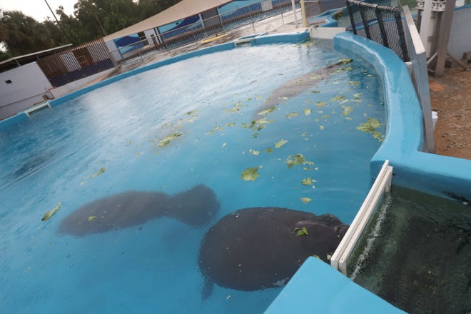 Manatees and a large female loggerhead sea turtle affected by the red tide outbreak in Southwest Florida are rehabilitating at SeaWorld Orlando. They will be released when they are fully recovered and the red tide has cleared.